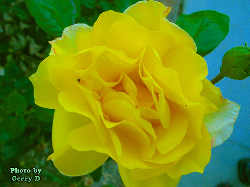 My Photography picture yellow rose close up