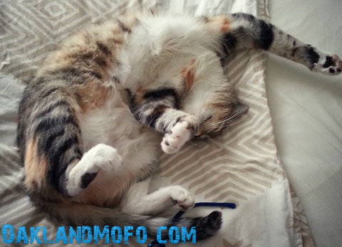 adopt a cat