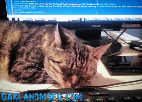 adopt a cat bay area