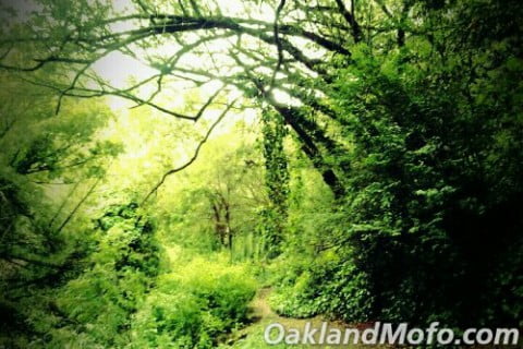 dimond park trail