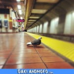 mission bart sucks