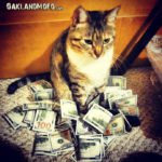 cat with a lot of money